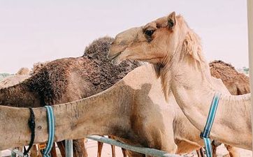 定制生物公司取名字大全 公司名字哪些简单